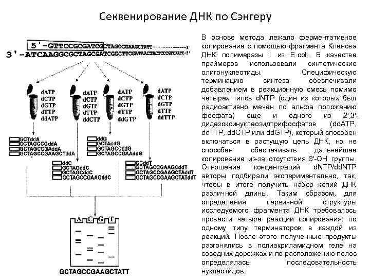 Секвенирование по сэнгеру схема