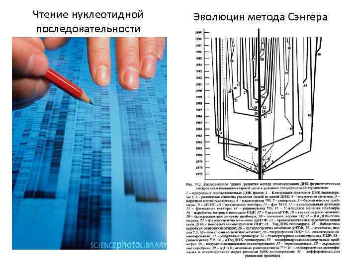 Чтение нуклеотидной последовательности Эволюция метода Сэнгера 