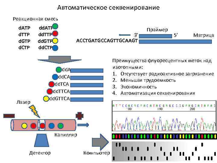 Секвенирование результаты. Автоматическое секвенирование ДНК. Секвенирование по Сэнгеру флуоресценция. Схема секвенирования генома. Метод прямого автоматического секвенирования ДНК.