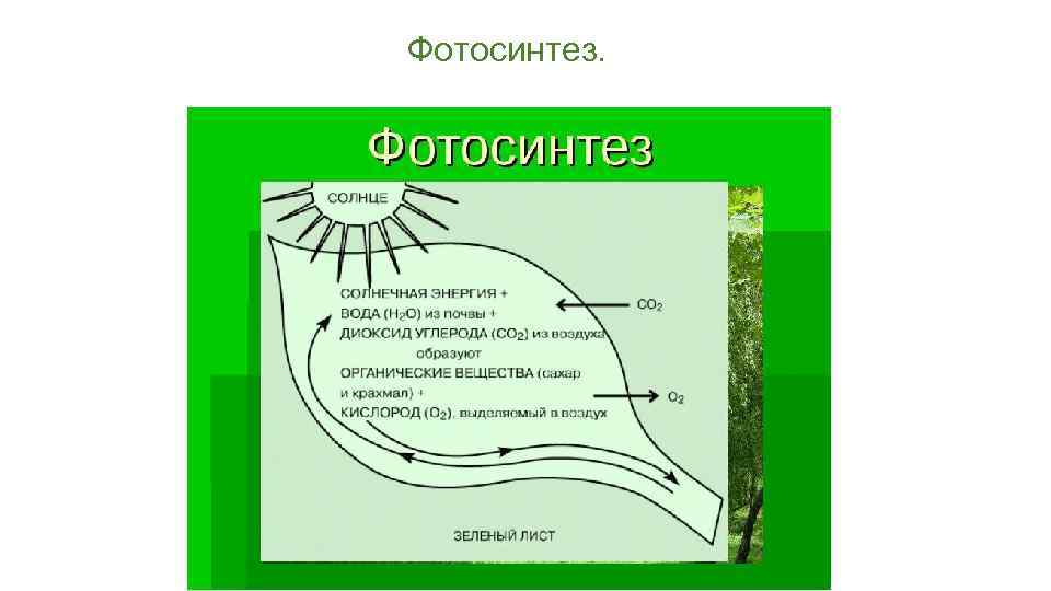 Фотосинтез. 