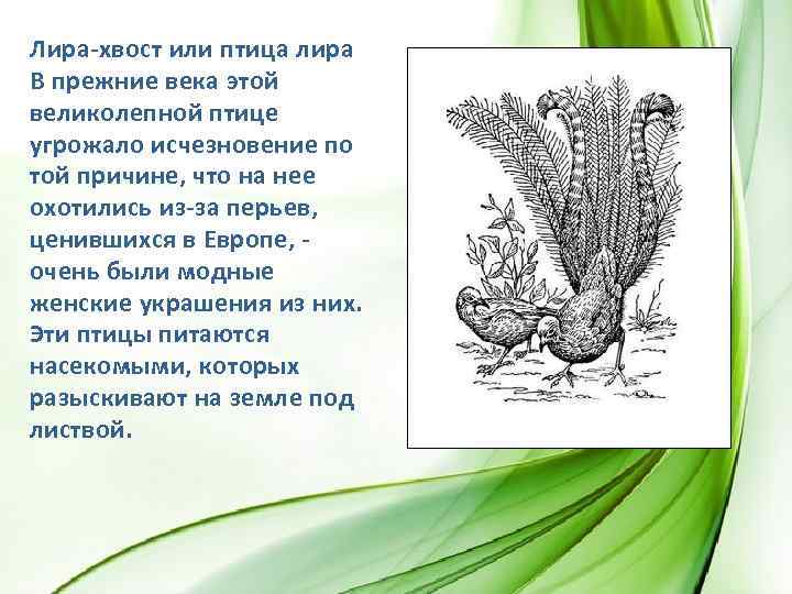Лира-хвост или птица лира В прежние века этой великолепной птице угрожало исчезновение по той