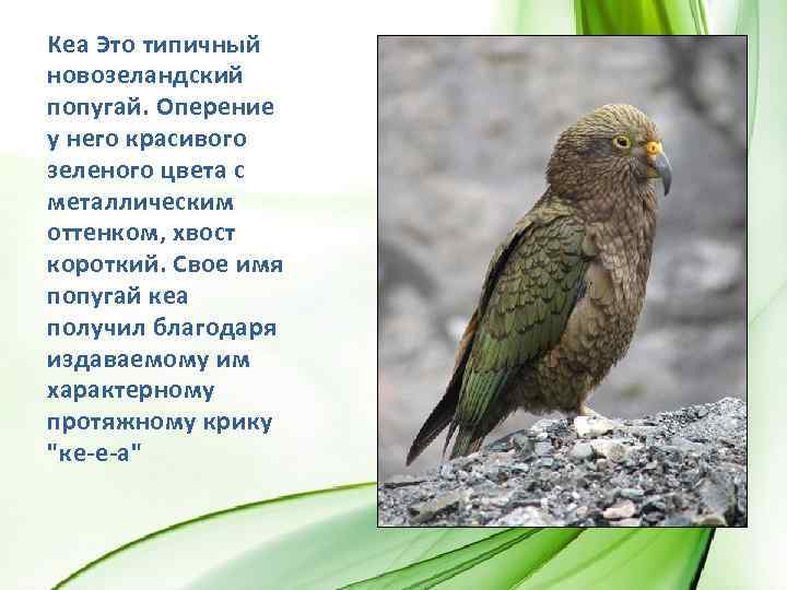 Кеа Это типичный новозеландский попугай. Оперение у него красивого зеленого цвета с металлическим оттенком,