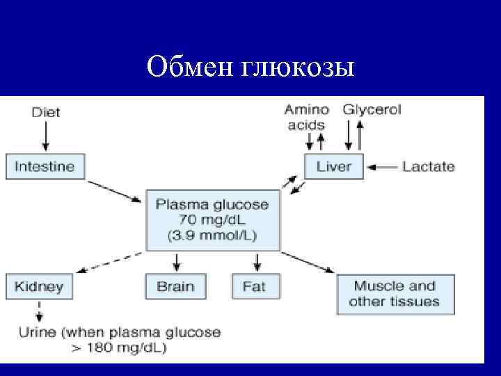 Обмен глюкозы 