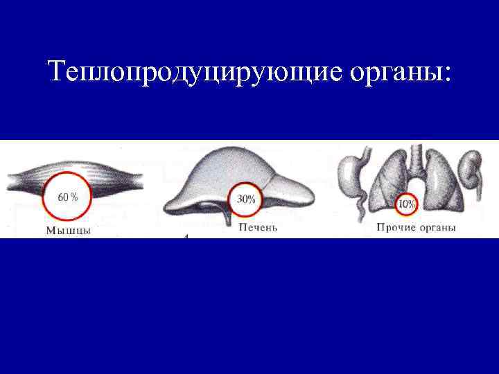 Теплопродуцирующие органы: 