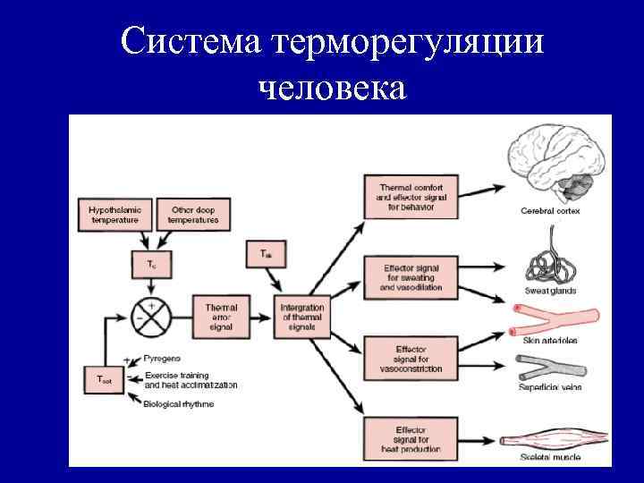 Система терморегуляции человека 
