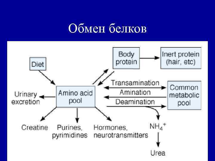 Обмен белков 
