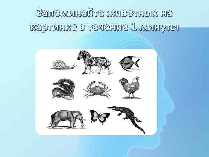 Запоминайте животных на картинке в течение 1 минуты 
