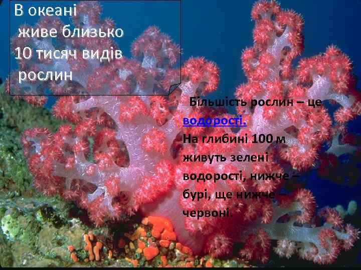 В океані живе близько 10 тисяч видів рослин Більшість рослин – це водорості. На