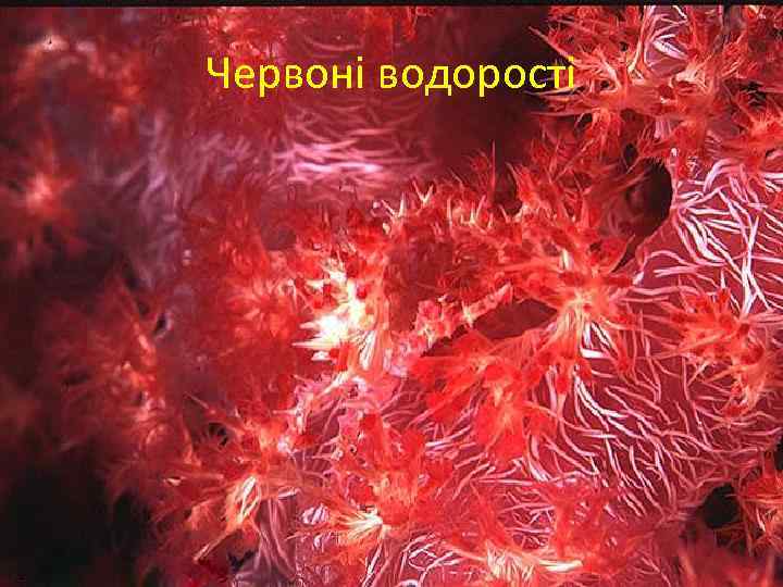 Червоні водорості 