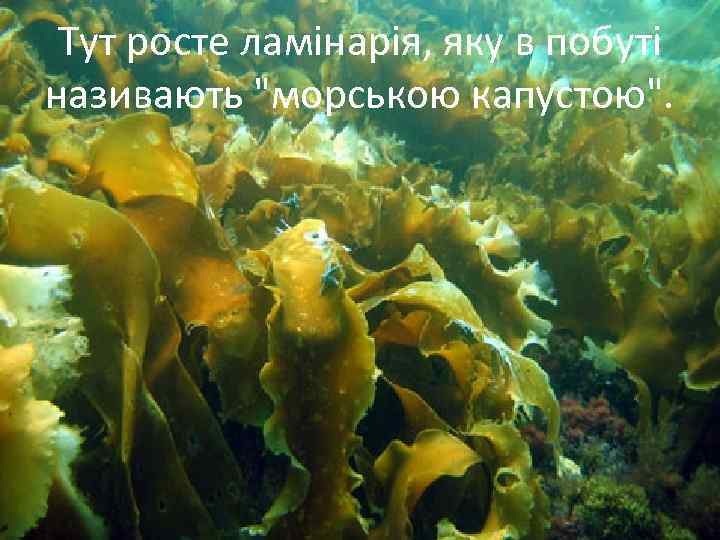 Тут росте ламінарія, яку в побуті називають 