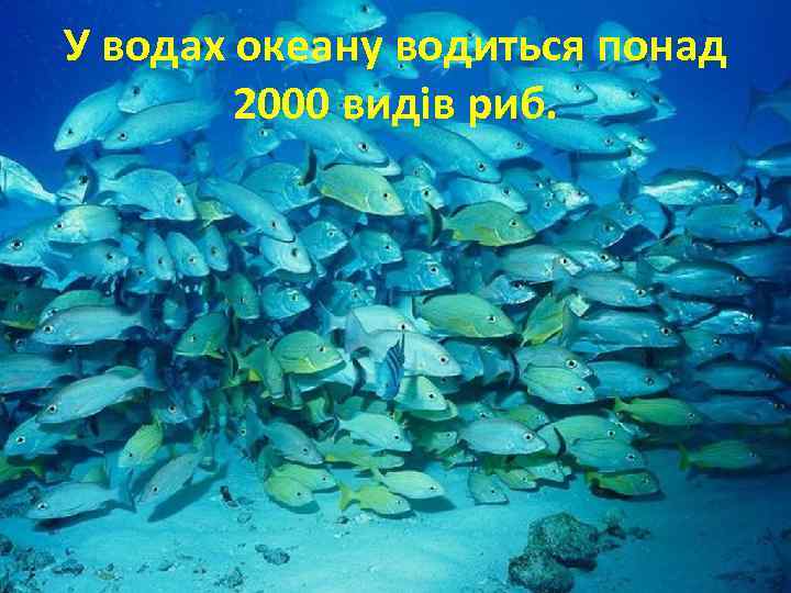 У водах океану водиться понад 2000 видів риб. 