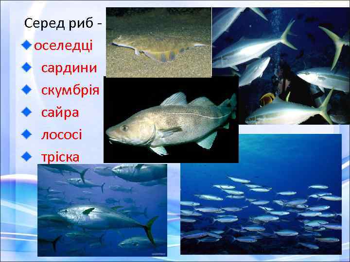 Серед риб оселедці сардини скумбрія сайра лососі тріска 