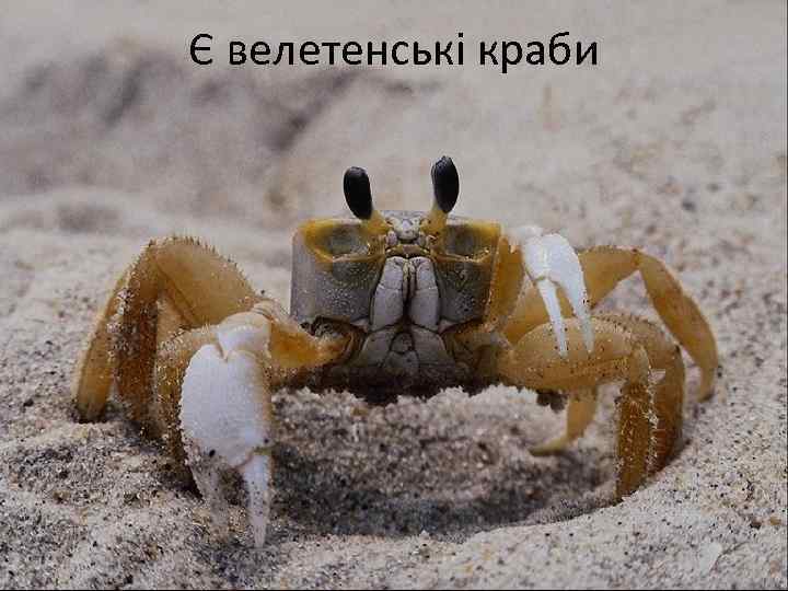 Є велетенські краби 