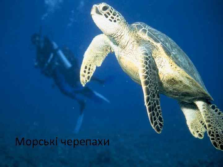 Морські черепахи 