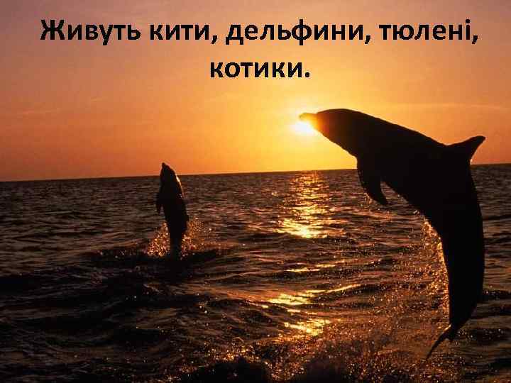 Живуть кити, дельфини, тюлені, котики. 