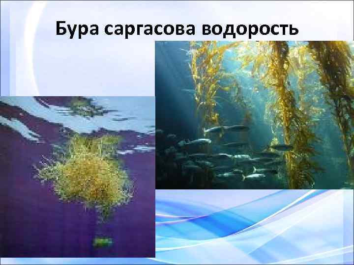 Бура саргасова водорость 