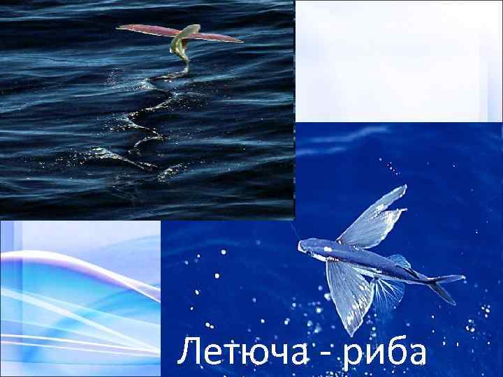 Летюча - риба 
