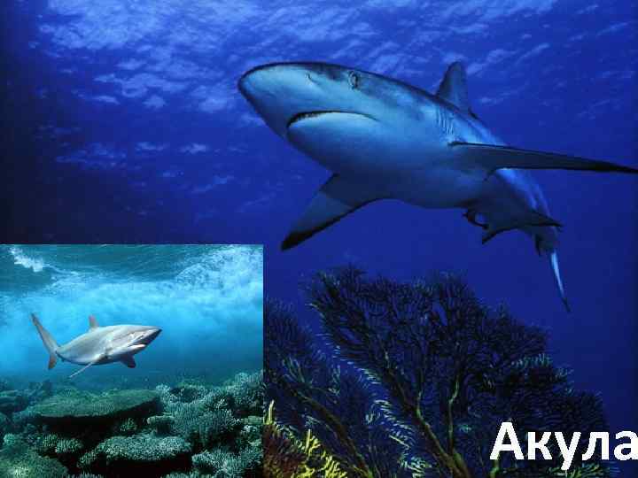 Акула 