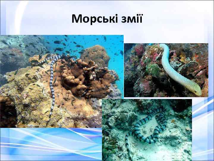 Морські змії 