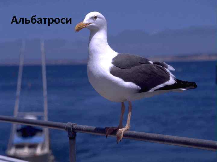 Альбатроси 