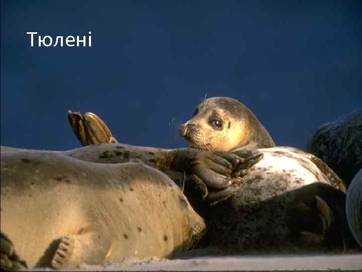 Тюлені 