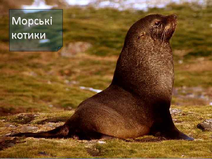 Морські котики 