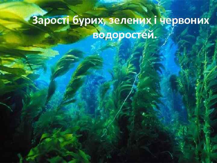 Зарості бурих, зелених і червоних водоростей. 