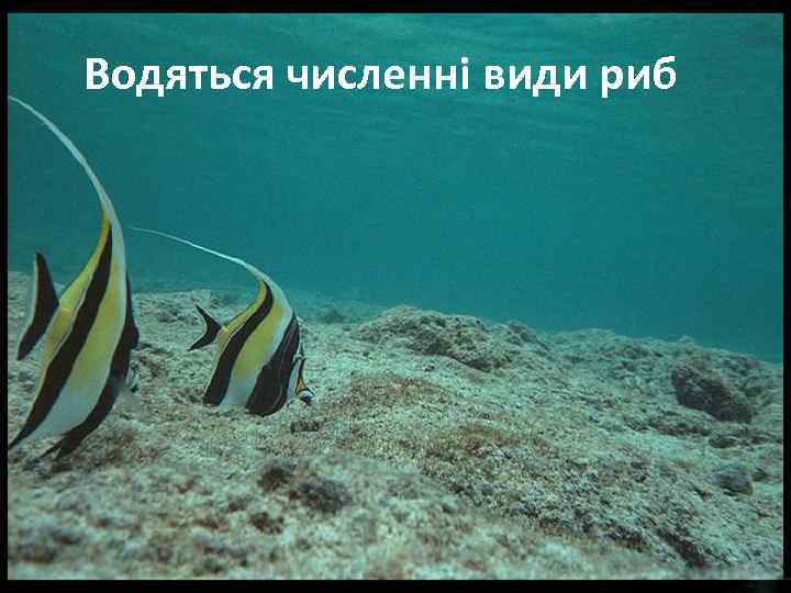 Водяться численні види риб 