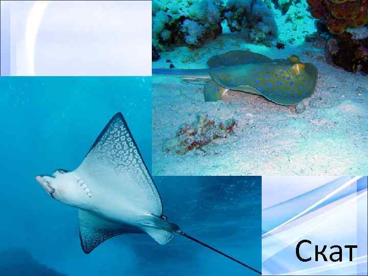 Скат 