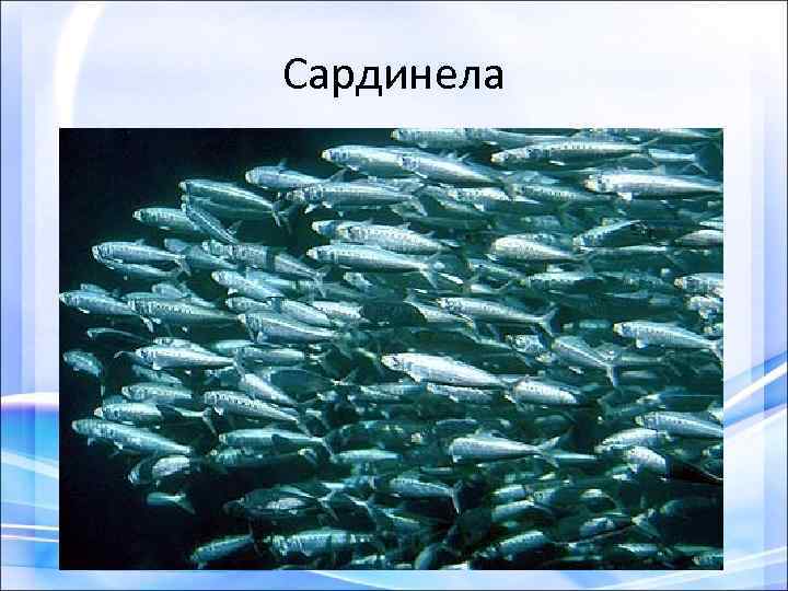 Сардинела 