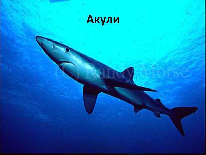 Акули 