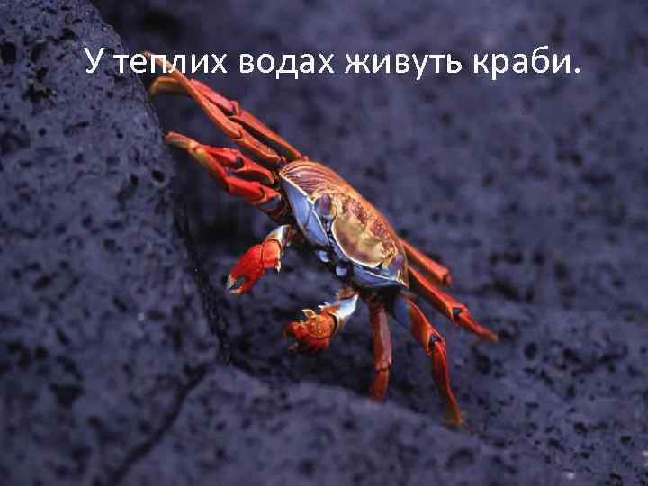 У теплих водах живуть краби. 