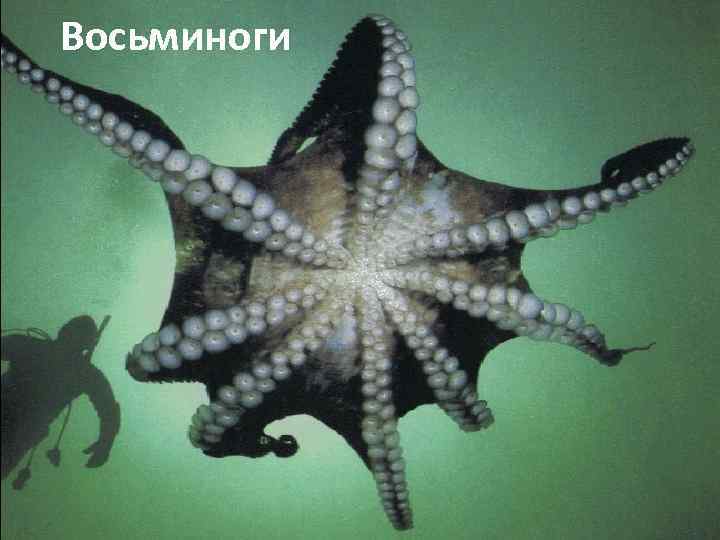 Восьминоги 