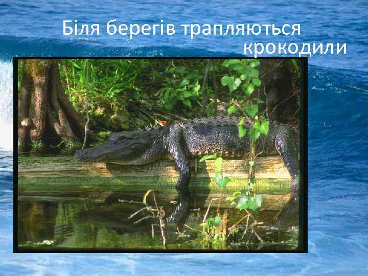 Біля берегів трапляються крокодили 