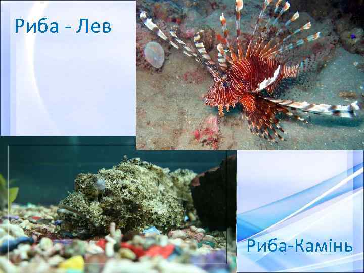 Риба - Лев Риба-Камінь 