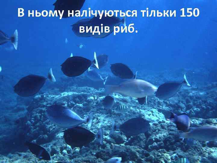 В ньому налічуються тільки 150 видів риб. 