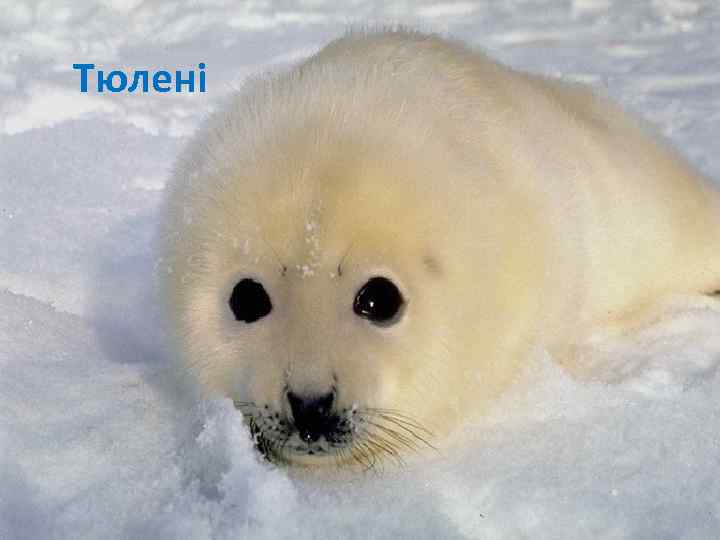 Тюлені 