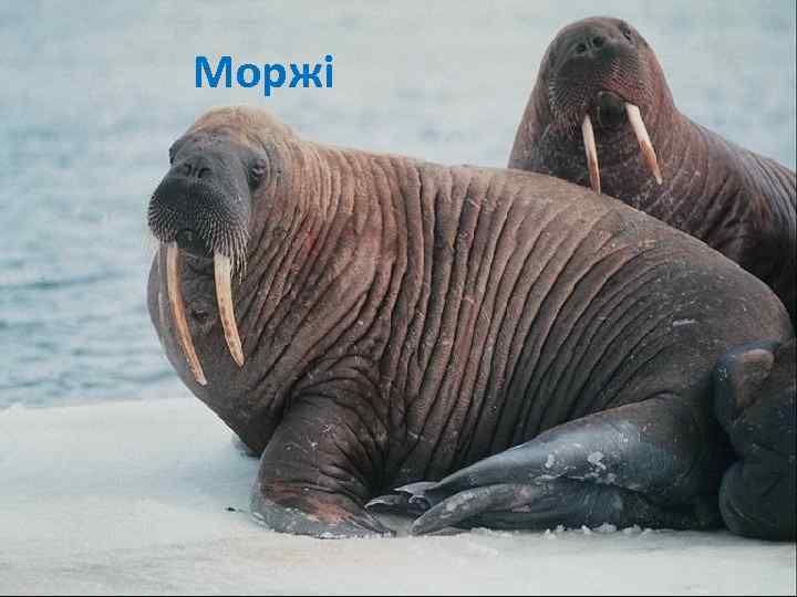 Моржі 