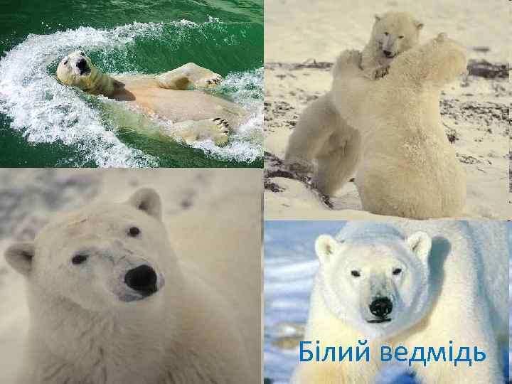 Білий ведмідь 