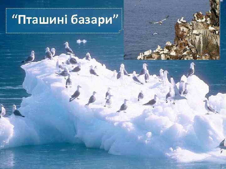 “Пташині базари” 