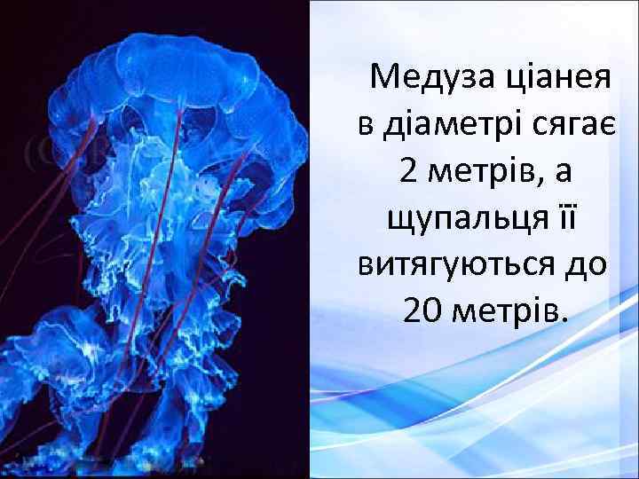 Медуза ціанея в діаметрі сягає 2 метрів, а щупальця її витягуються до 20 метрів.