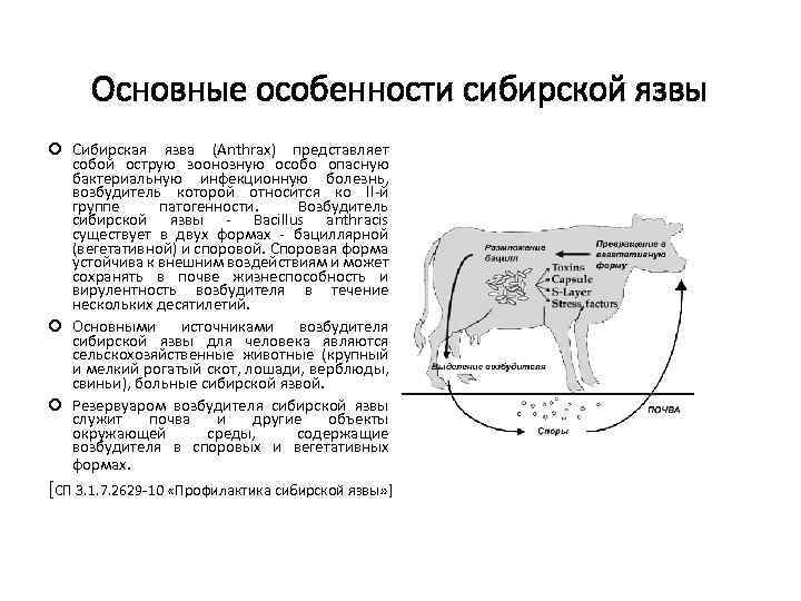 Основные особенности сибирской язвы Сибирская язва (Anthrax) представляет собой острую зоонозную особо опасную бактериальную