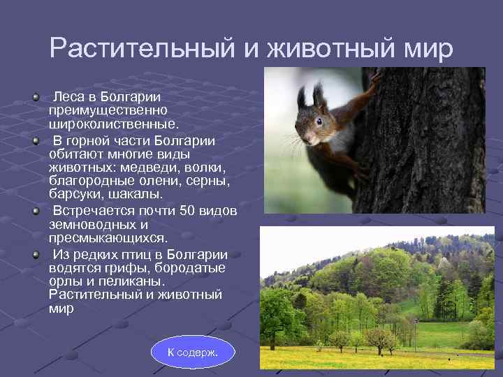 Растительный и животный мир Леса в Болгарии преимущественно широколиственные. В горной части Болгарии обитают