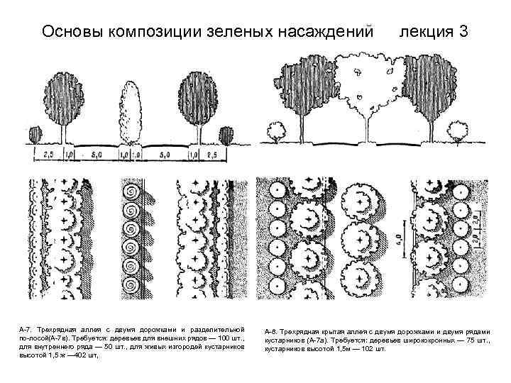 Основы композиции зеленых насаждений А 7. Трехрядная аллея с двумя дорожками и разделительной по