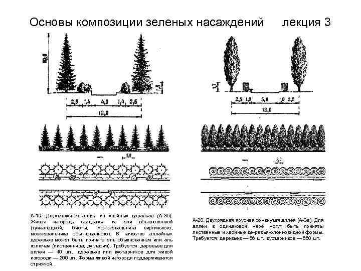 Основы композиции зеленых насаждений А 19. Двухъярусная аллея из хвойных деревьев (А Зб). Живая
