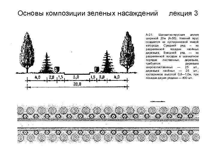 Схема зеленых насаждений. Схема посадки лесных насаждений. Схема посадки живой изгороди. Схема посадки сосны обыкновенной. Двухрядная изгородь схема посадки.