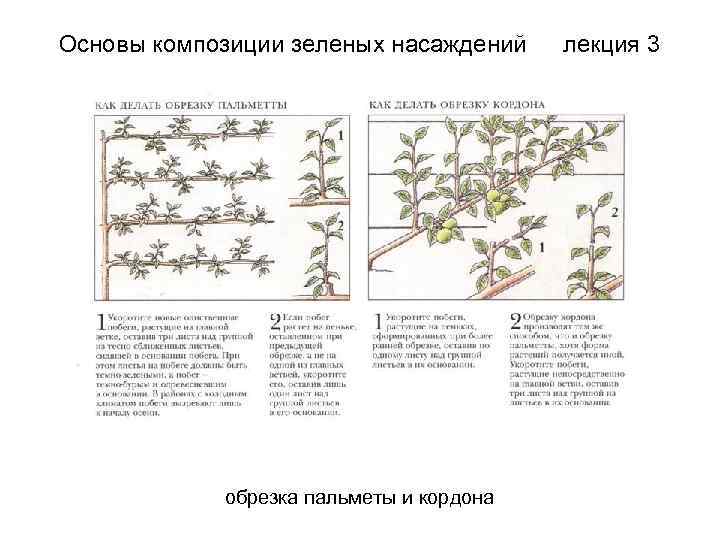 Основы композиции зеленых насаждений обрезка пальметы и кордона лекция 3 