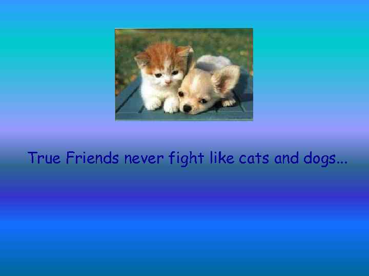 True Friends never fight like cats and dogs. . . 