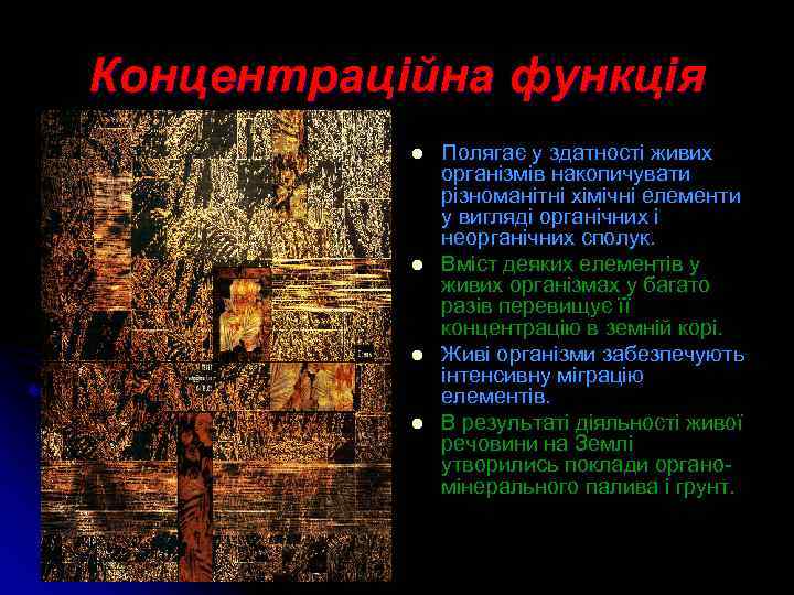 Концентраційна функція l l Полягає у здатності живих організмів накопичувати різноманітні хімічні елементи у