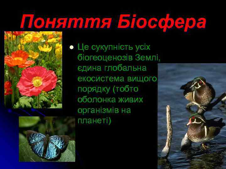 Поняття Біосфера l Це сукупність усіх біогеоценозів Землі, єдина глобальна екосистема вищого порядку (тобто